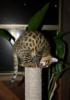 Lancelot at 17 weeks, king of the new scratching post.  